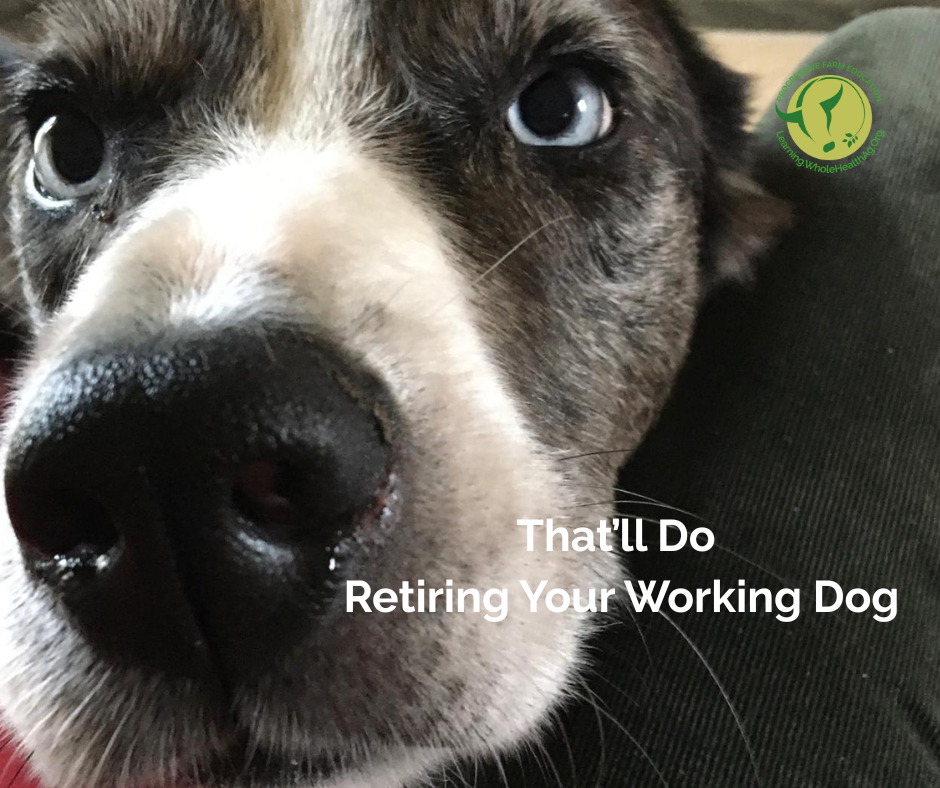 Senior Border Collie Sheepdog with blue eyes