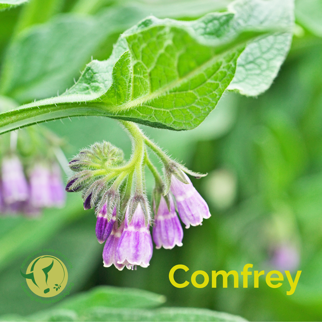Comfrey can be used for a variety of livestock health problems.