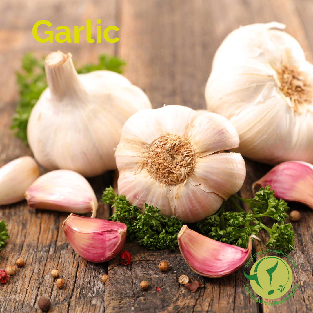 Garlic for livestock and pet health