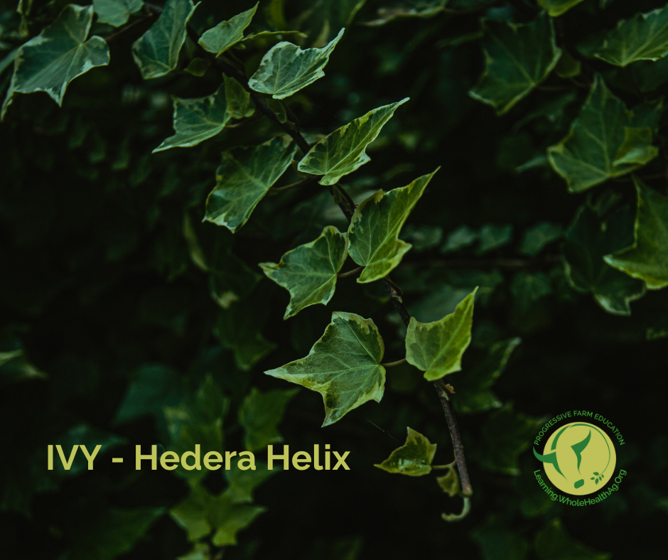 Ivy or Hedera Helix is traditionally used for respiratory conditions such as coughs, bronchitis and asthma due to its bronchodilator properties.