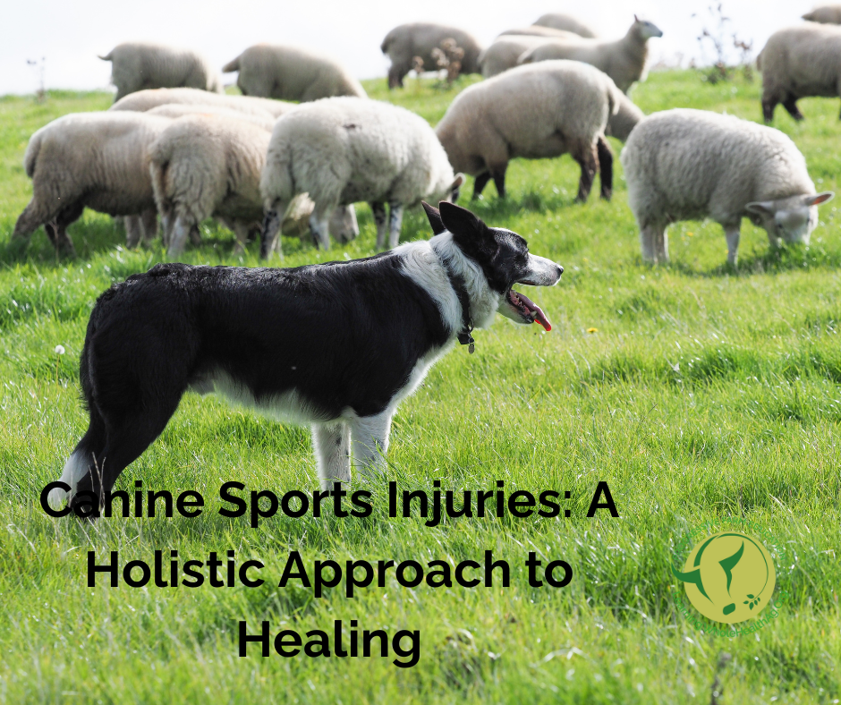 Working sheep dog watches his flock