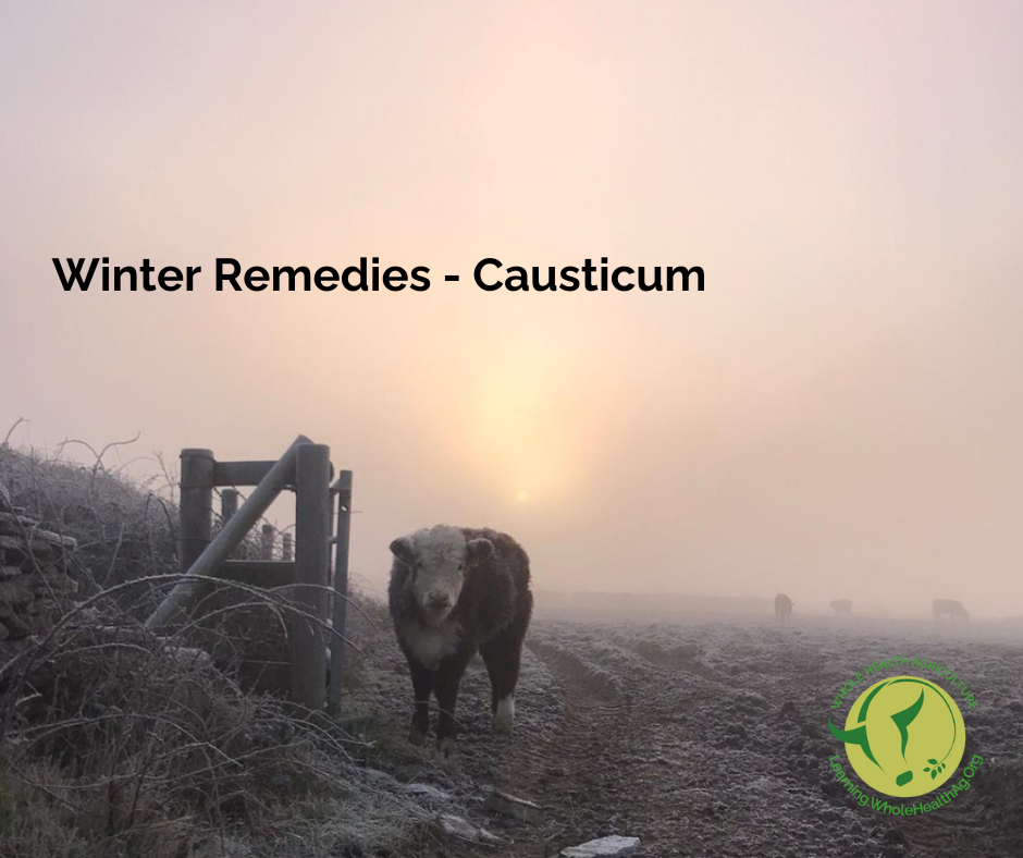 Homeopathic Causticum can be useful as a winter remedy for farm livestock.