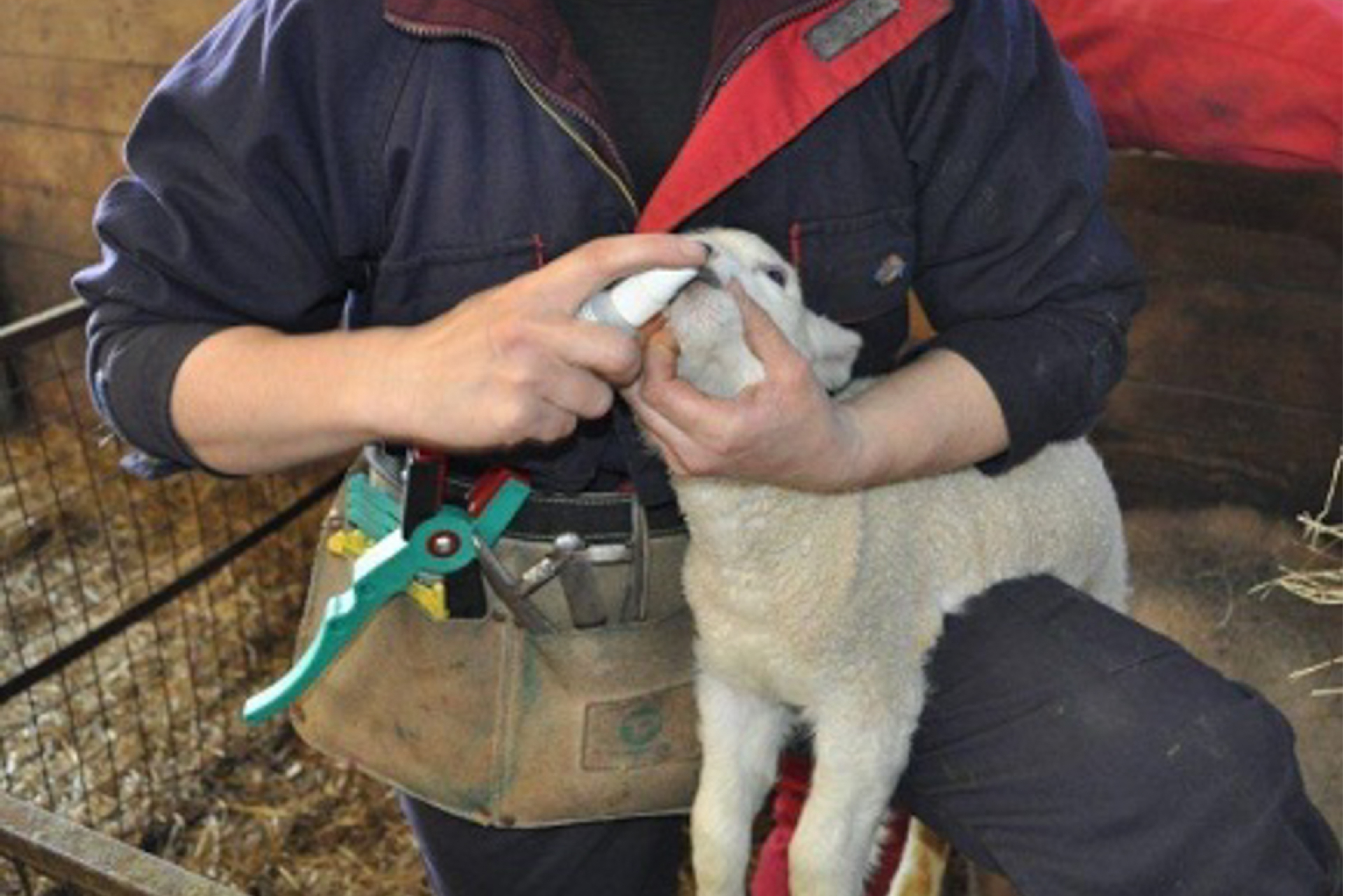 A farmer administering a homeopathic remedy to a lamb using a spray bottle, while gently holding the animal in their lap inside a barn.