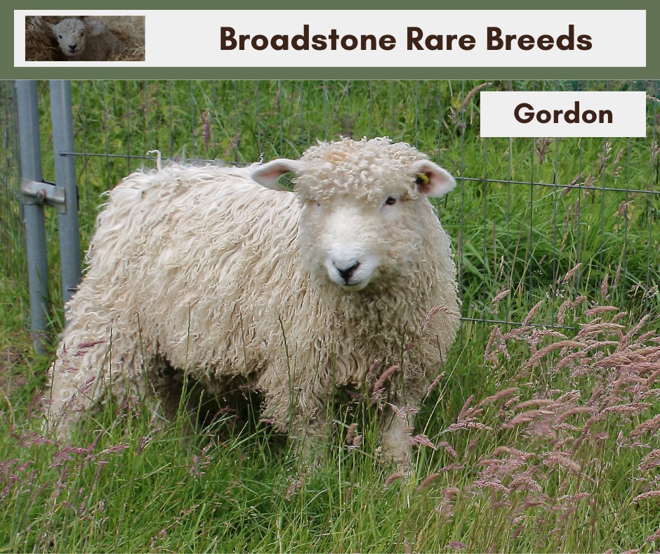 Devon and Cornwall Longwool Ram