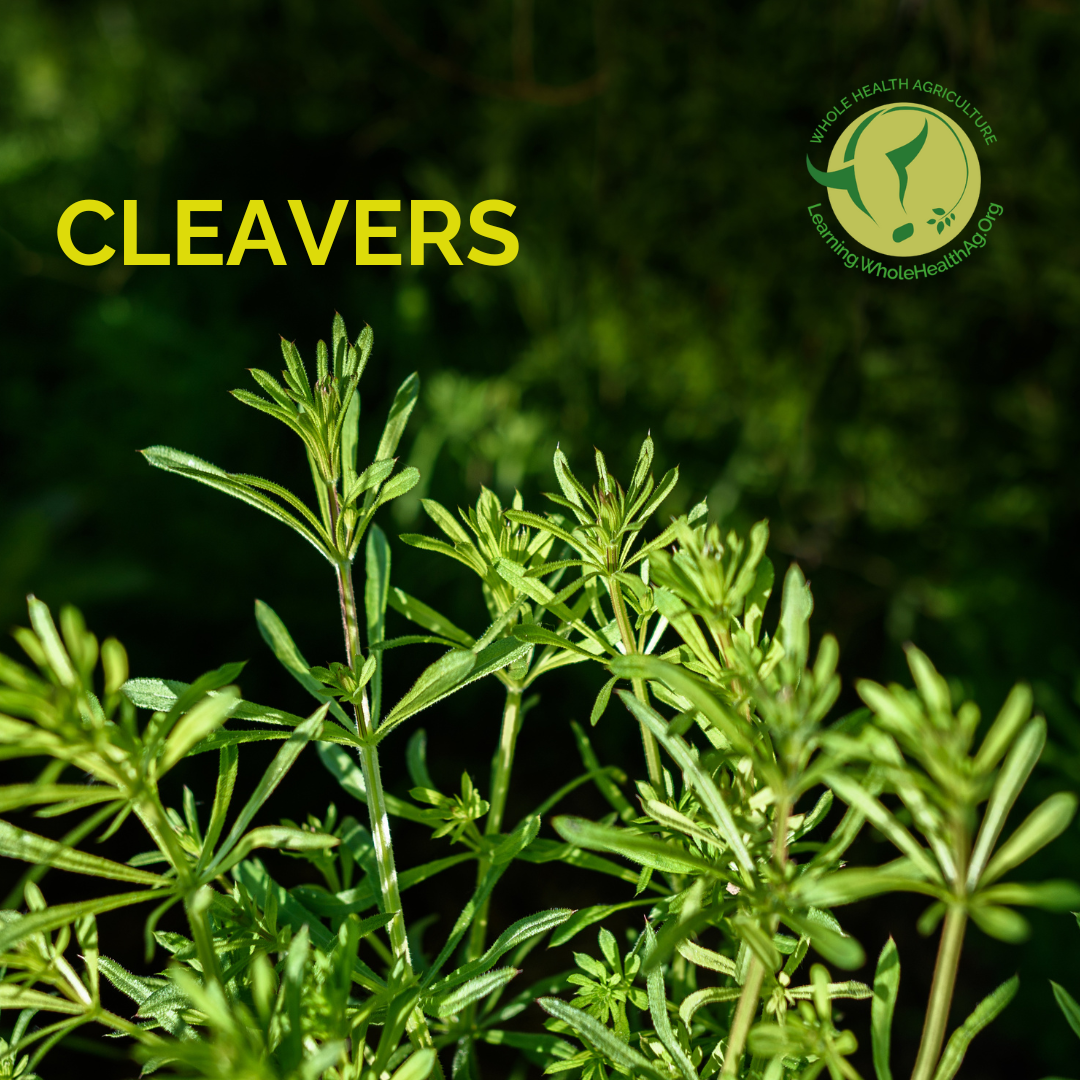 Cleavers, Galium Aparine for farm livestock health