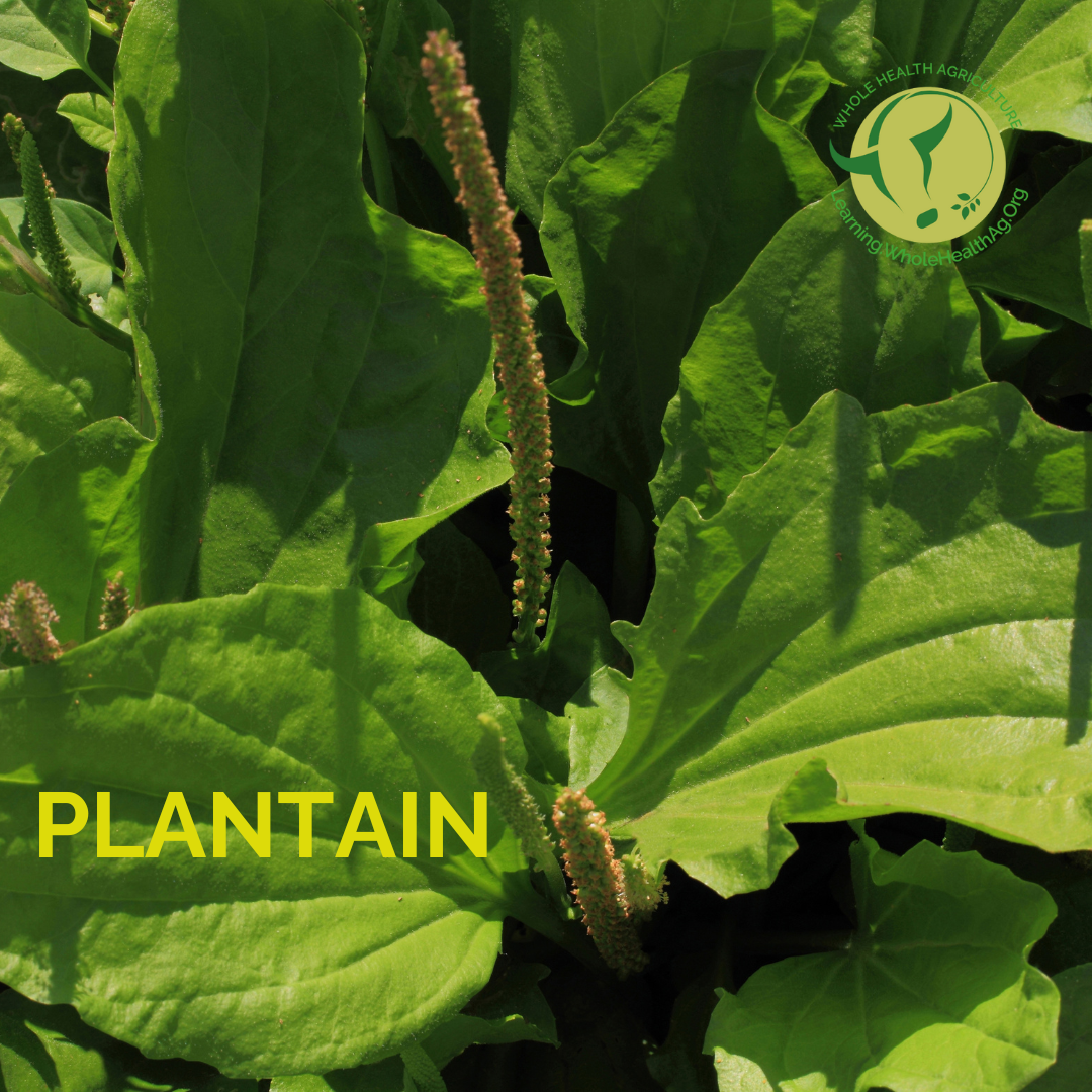 Plantain has medicinal qualities especially for wounds