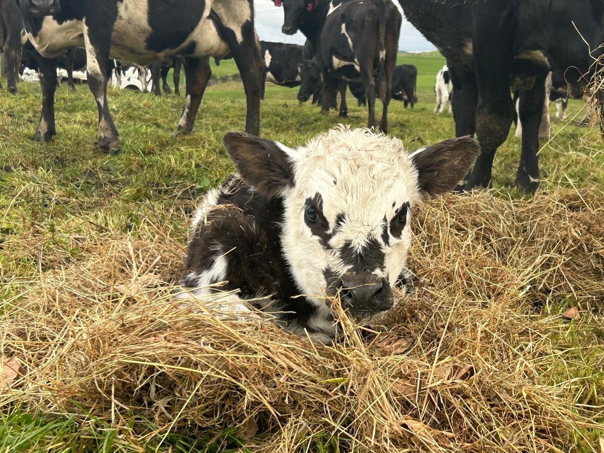 Calf in field