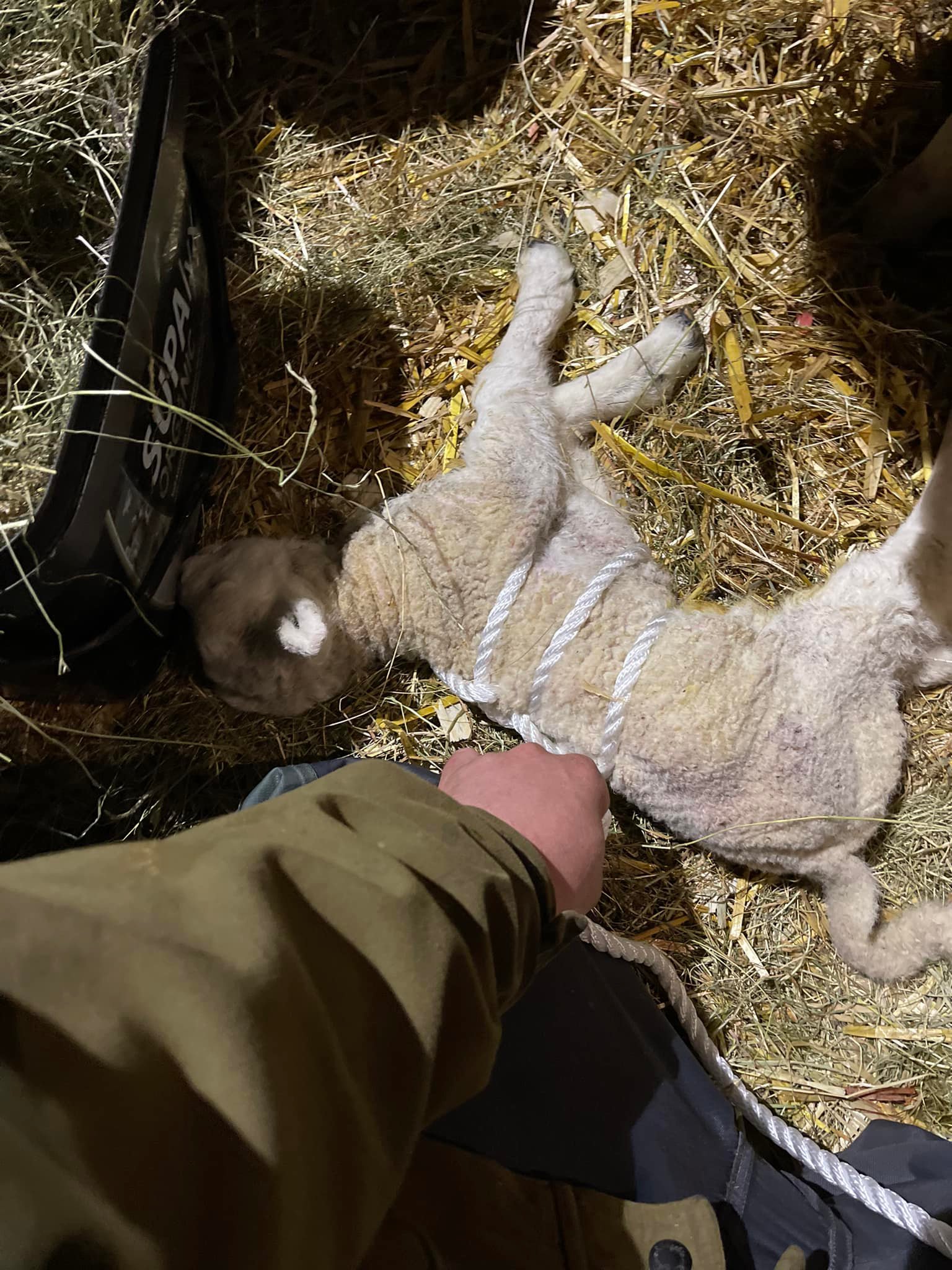 Madigan Squeeze for NMS, Neonatal Maladjustment Syndrome for newborn lambs, calves, foals, animals