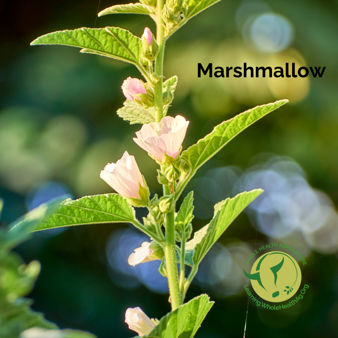 Marshmallow for livestock health, particularly respiratory and digestive ailments.